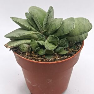 Gasteria híbrida