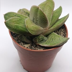Gasteria armstrongii híbrida