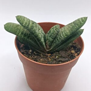 Gasteria batesiana