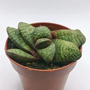 Gasteria batesiana x armstrongii