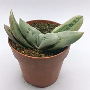 Gasteria hakugei hibrida