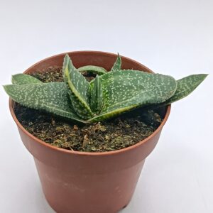 Gasteria variegada híbrida