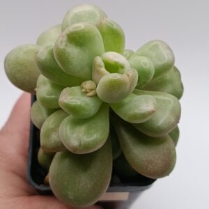 Echeveria 'Bill Gates'