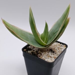 Aloe lineata 'Coral'