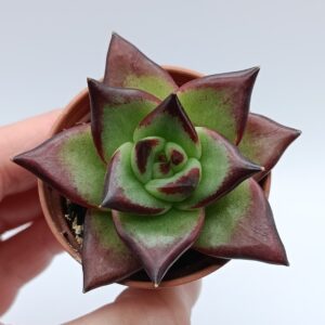 Echeveria agavoides ‘Ebony’