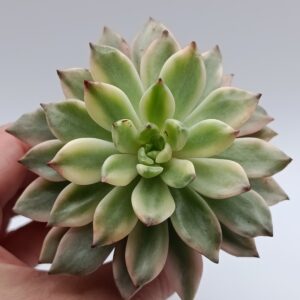 Echeveria Green Emerald Variegata