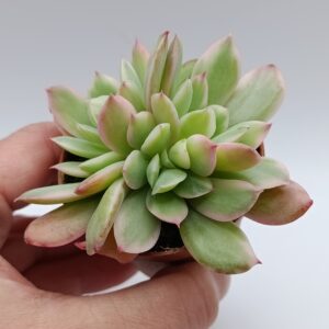 Echeveria luella variegada
