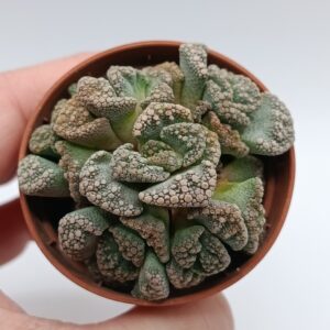 Titanopsis calcarea