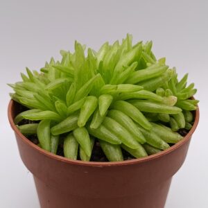 Haworthia kikuhigasa