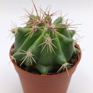 Ferocactus emoryi