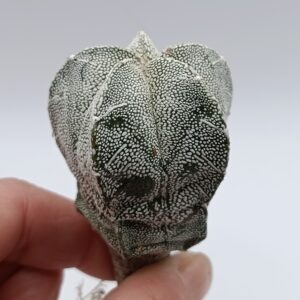 Astrophytum myriostigma