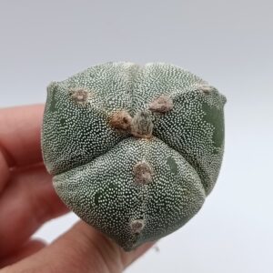 Astrophytum myriostigma tricostatum