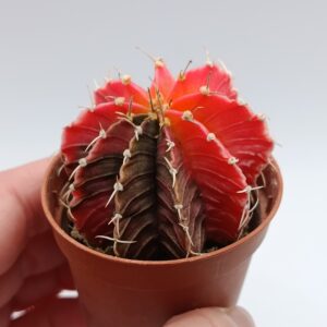 Gymnocalycium variegata