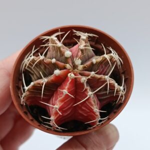 Gymnocalycium variegata