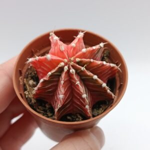 Gymnocalycium variegata