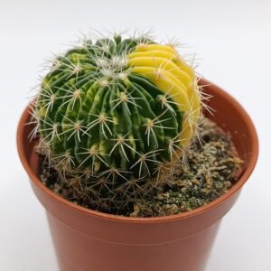 Echinofossulocactus multicostatus Variegata