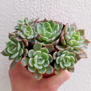 Echeveria sitifukumiama bouquet