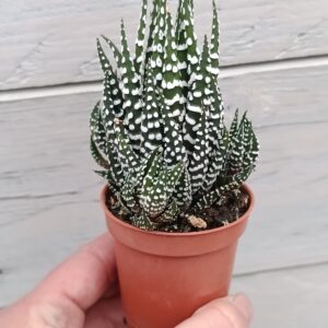 Haworthiopsis attenuata