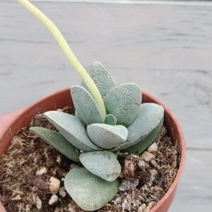 Crassula tecta