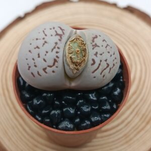 Dinteranthus vanzylii