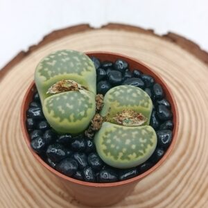 Lithops julii 'Fullergreen' (Selección)