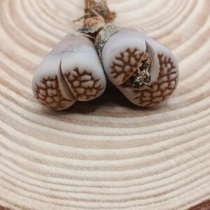 Lithops julii (Reticulate form)