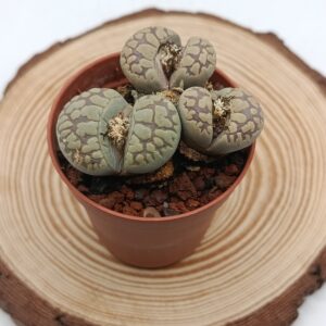 Lithops otzeniana C280