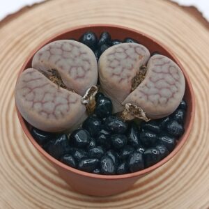 Lithops schwantesii
