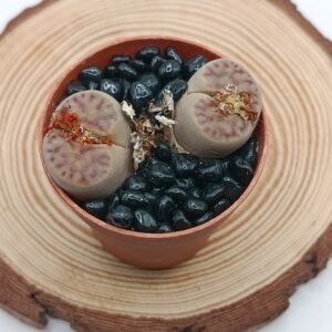 Lithops dinteri multipunctata C326