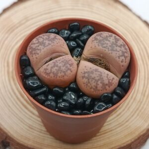 Lithops gesinae 'Pink'