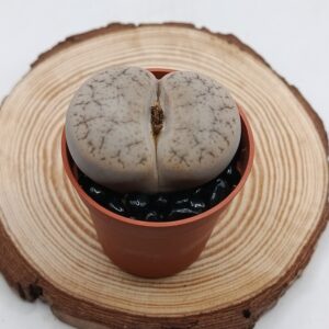 Lithops pseudotruncatella