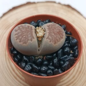 Lithops 'Kikusiyo Giyoku'