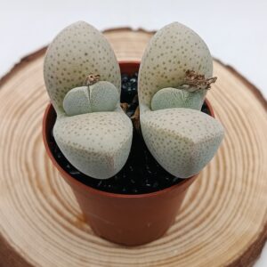 Dinteranthus wilmotianus