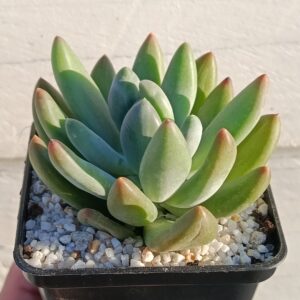Pachyphytum fittkaui x rzedowskii