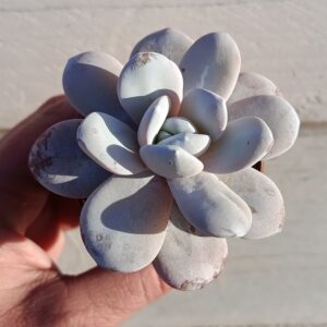 Echeveria laui