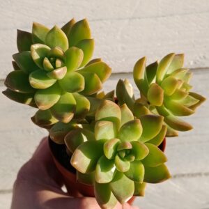 Sedum golden glow