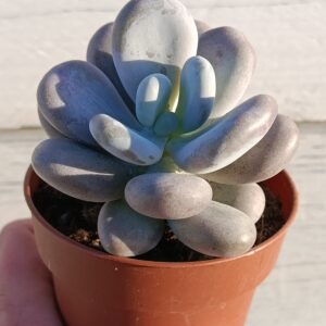 Pachyphytum Oviferum