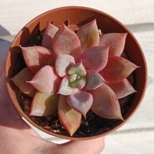 Echeveria colorata híbrida