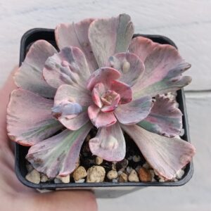 Echeveria 'Beyonce'