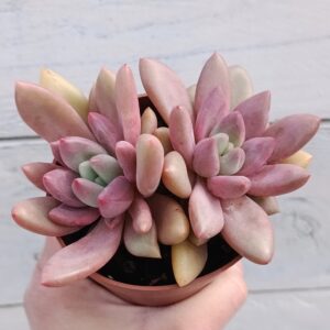 Graptoveria Pink Donna
