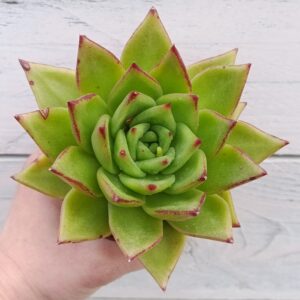 Echeveria agavoides 'Lipstick'