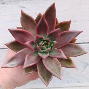 Echeveria agavoides mars