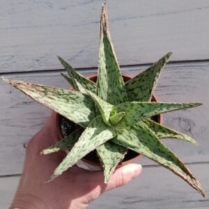 Aloe Pink Blush
