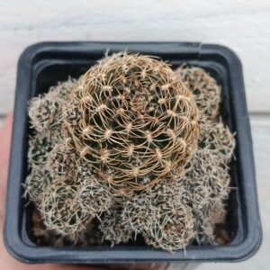 Mediolobivia híbrida (Flor roja)