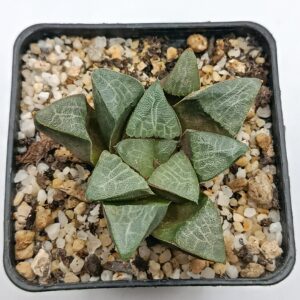 Haworthia bayeri