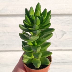 Crassula Ben