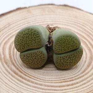 Lithops hookeri var. dabneri cv. 'Annarosa'