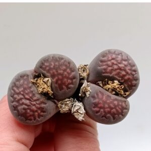 Lithops julii 'Red Violet'