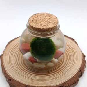 Kit mini marimo