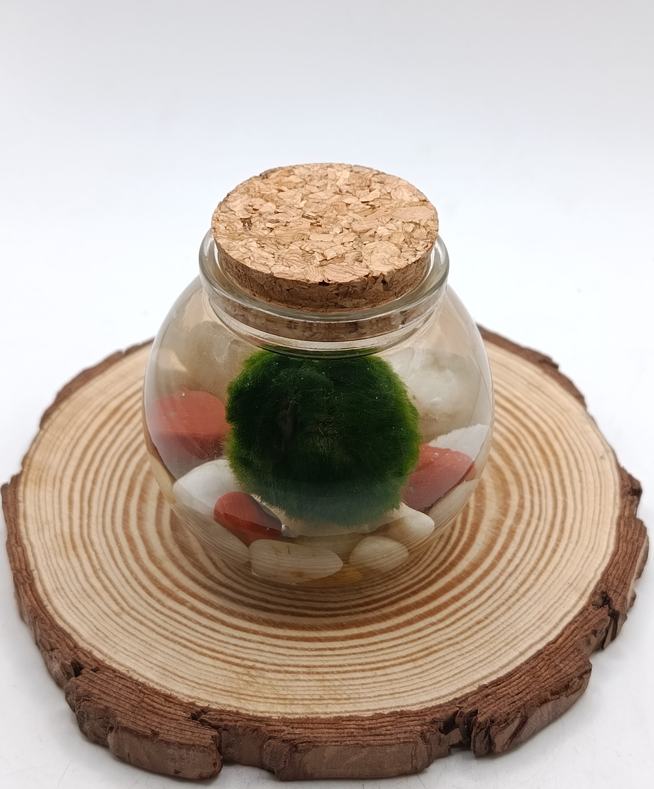 Kit mini marimo